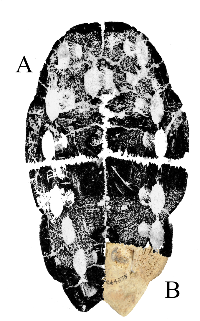 16b0691fbd64cd7c8a875c0c2fc509cd