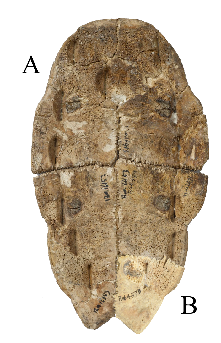 92c71a7babd7045884020f6da78e6e0e