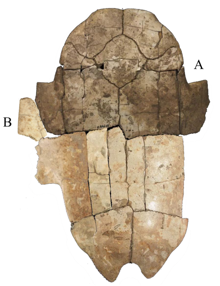 c634bd7bbc1140184c45b9b8520c4d71