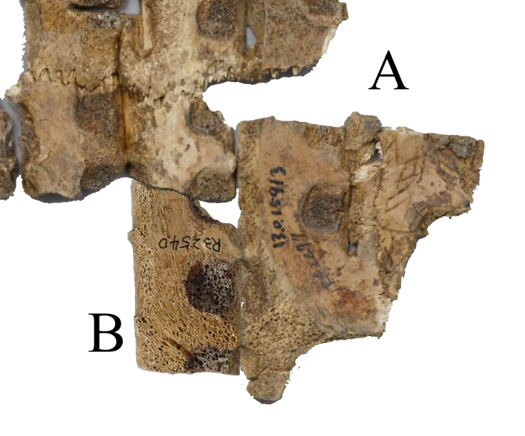 cda31f20bb45a1017b322f2950192029