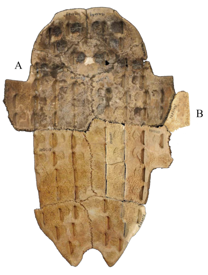 fd0c1f39f634af4a7b6bab110765710a