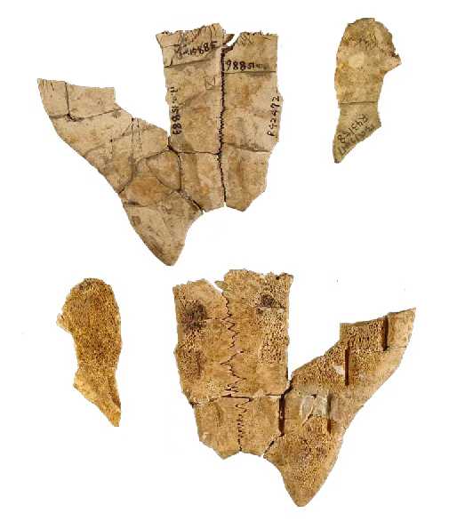 8ecf26741d623243552d48c30318fe04